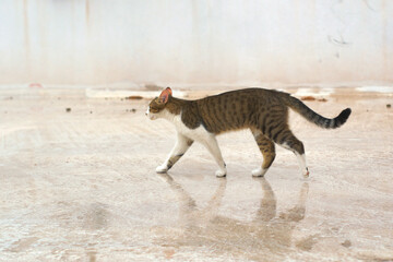 Fototapeta na wymiar Stray tabby cat on the street on a cold, rainy day.
