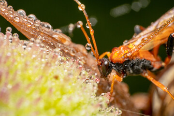 Close up shot of paper wasp in early morning 