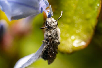 Close up of a Tiny dark sweat bee halictidae hanging on the tip of a purple flower 