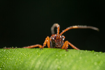 Orange paper wasp full of water dew
