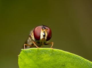 Hover fly/ fruit fly ready to fly away