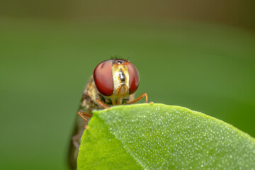 Sad looking hover fly/fruit fly slouched and resting