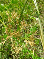 close up of a green grass