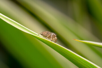 Light yellow jumping spider crawling on a green grass