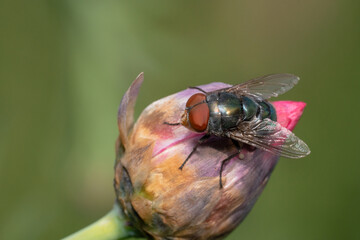 Red eyed house fly sitting on a pink bud of a flower top down shot with a beautiful green background