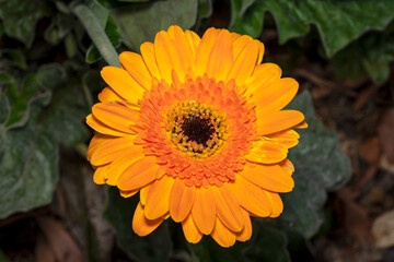 abstract, african daisy, anther, anthers, background, beautiful, beauty, black eye, bloom, blossom, bright, close, closeup, color, colorful, colorful flowers, daisy flower, daisy isolated, decoration,