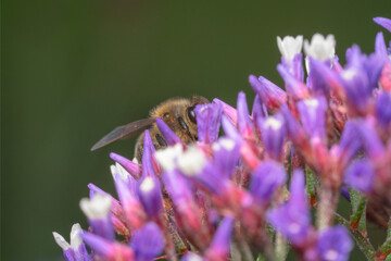 Honey bee hiding inside flowers