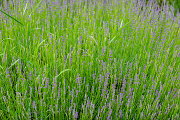 lavender flowers on the farm plain