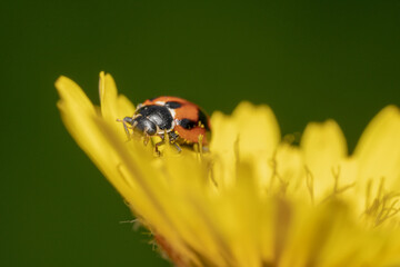 Orange and black spotted lady bug crawling on a yellow gerbera flower