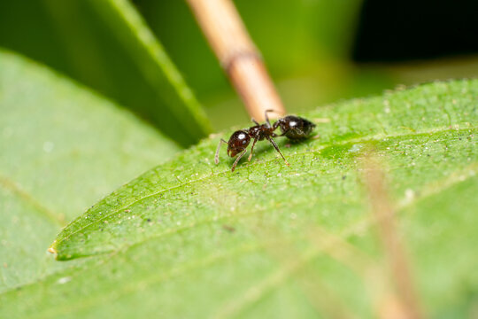 Ochetellus tiny Black house ant resting on a green leaf