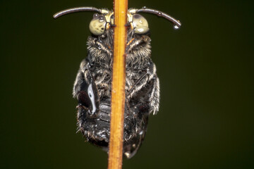 Black Cloak and Dagger Cuckoo Bee (Thyreus) with curved antennas