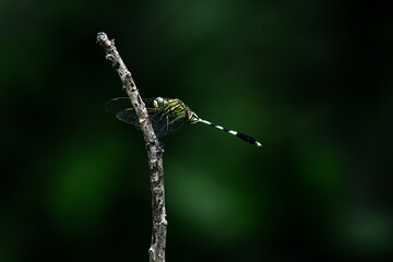  Slender Skimmer Resting On A Twig.