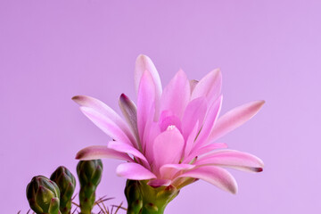 Delicate pink-purple cactus flower on a light purple background. Flowering cactus. Plants in the house. Background.