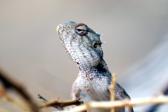 indian yellow Bearded dragon lizard close up