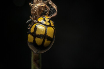 Big Yellow lady bug shot from behind 