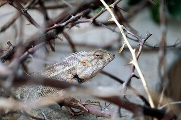 indian yellow Bearded dragon lizard close up