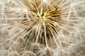 Close up shot of Dandelion flowers seed