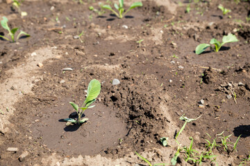 Young sprouts of cabbage seedlings in the garden. The garden with the young sprouts of cabbage. Concept of agriculture.