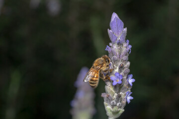 Back view shot of a purple flower 