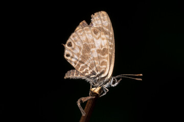Speckled Line Blue Butterfly - Scientific Name: Catopyrops florinda side view shot 