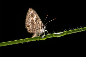Speckled Line Blue Butterfly - Scientific Name: Catopyrops florinda sitting on a green plant 