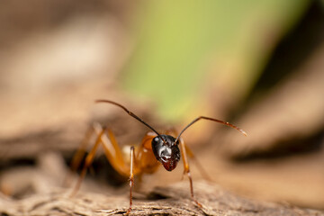Black headed orange sugar ant with point antennas front view shot 