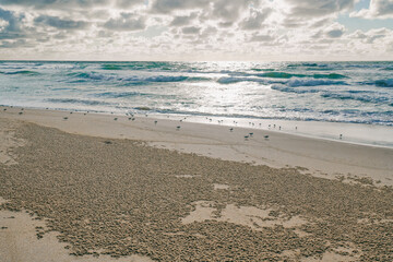 Beautiful seascape. Sandy beach, flock of birds, stormy sea, and cloudy sky on background