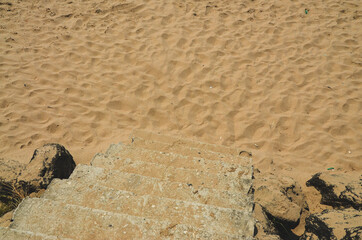 dog on the sand