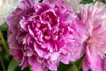 Peony flower head under sun light