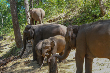 Elephant mothers with their babys in the jungle of Thailand