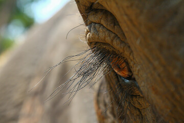 Close-up of the eye and eyelashes of an elephant