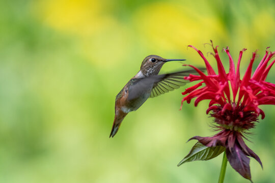 Female Rufous hummingbird hovering and drinking nectar from a bee balm plant.       Vancouver BC Canada
