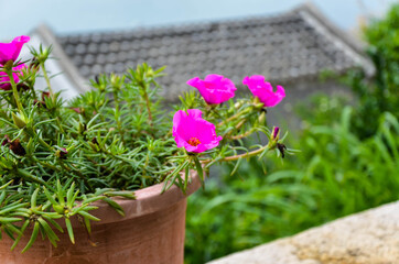Fototapeta na wymiar Portulaca oleracea potted plants outdoors.