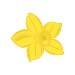 yellow daffodil flower