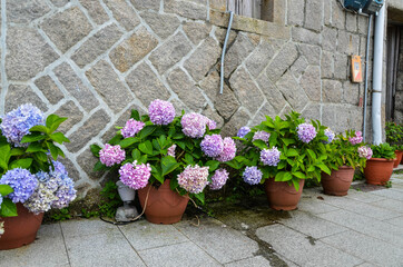 Hydrangea flowers potted plant placed by the stone wall.
