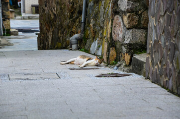 Pregnant female cat lying on the roadside.