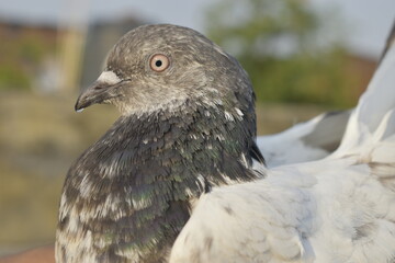 Beautiful photograph of Indian Pigeons.