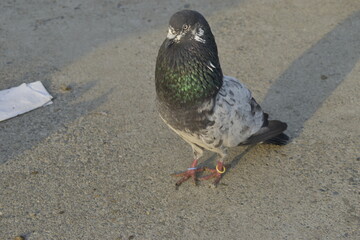 Beautiful photograph of Indian Pigeons.