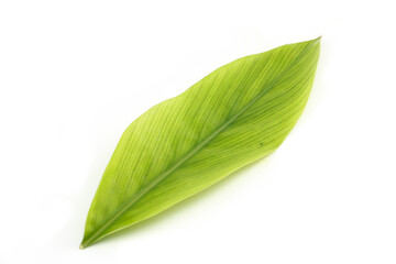 Obraz premium Green galangal leaves isolated on a white background.Alpinia officinarum.