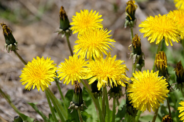 花、たんぽぽ、植物、タンポポ、野原、自然、緑、庭