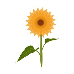 sunflower isolated on white background