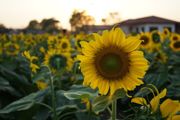 Fototapeta premium sunflower field in the summer