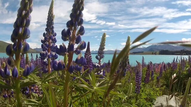 lupin flowers tekapo lake