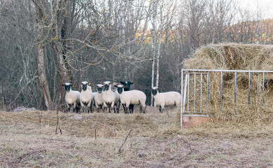A group of white and black sheep and a pile of hay