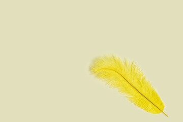 Single yellow feather isolated on yellow background