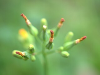 Closeup yellow petals of Oriental false hawksbeard , Youngia japonica flower plants in garden with green blurred background ,macro image ,sweet color for card design
