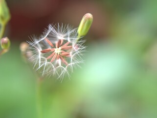 Closeup yellow petals of Oriental false hawksbeard , Youngia japonica flower plants in garden with green blurred background ,macro image ,sweet color for card design