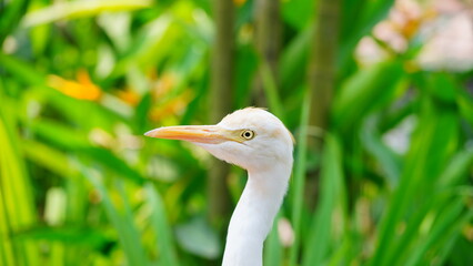 close up of a white egret