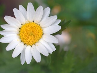 Closeup white petals chamomile flower with water drops and green leaf in garden ,blurred background ,sweet color ,soft focus for card design ,macro image ,white daisy flower