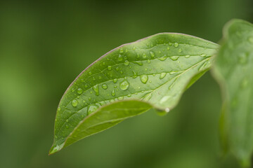 Raindrops on green leaves. Water drops. Macro photo